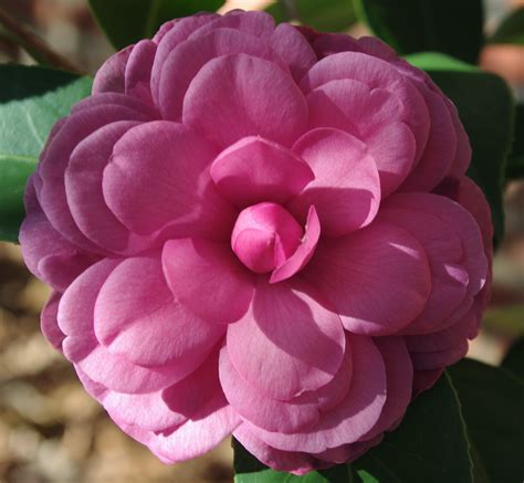 Autumnal Elegance: Adorning Your Garden with Rose Camellias